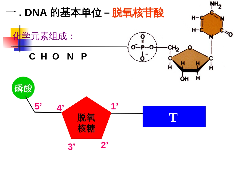 DNA分子结构(共22张PPT)_第3页