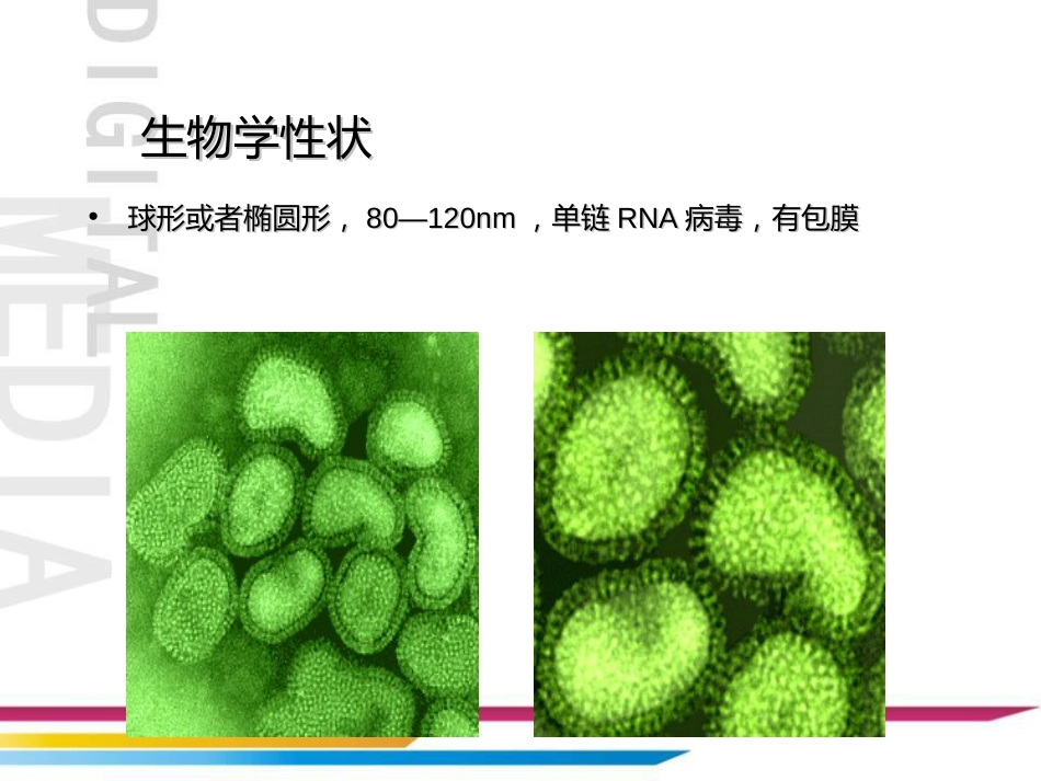 人类疾病常见的病毒[80页]_第3页