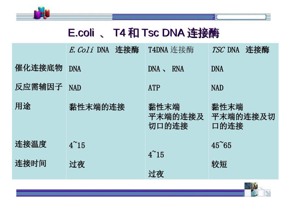 DNA连接酶[11页]_第3页