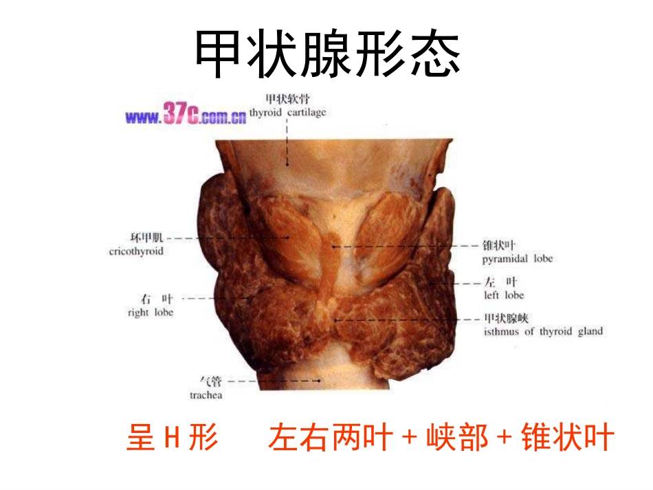 甲状腺解剖[19页]_第3页