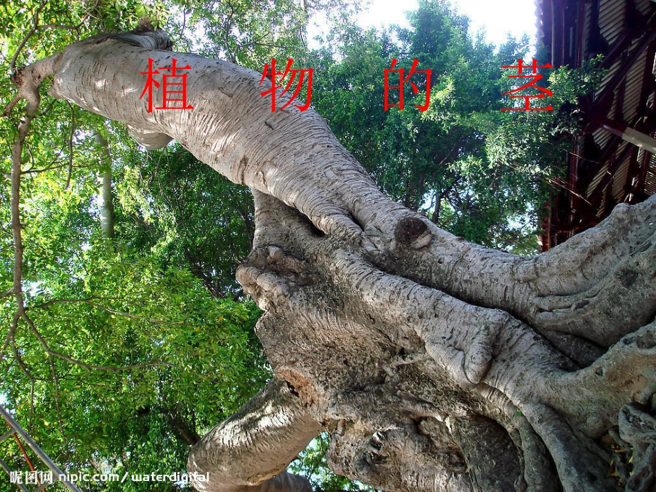 四年级科学植物的茎课件_第1页