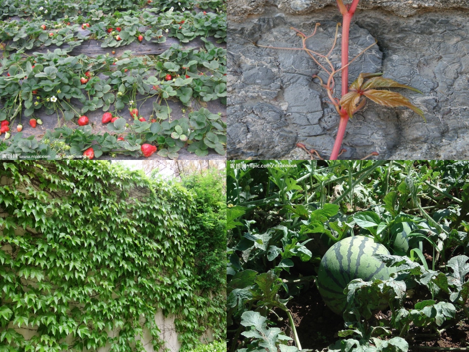 四年级科学植物的茎课件_第3页