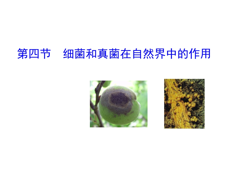2017生物课件人教新课标八年级上第五单元第四章第四节细菌和真菌在自然界中的作用._第1页