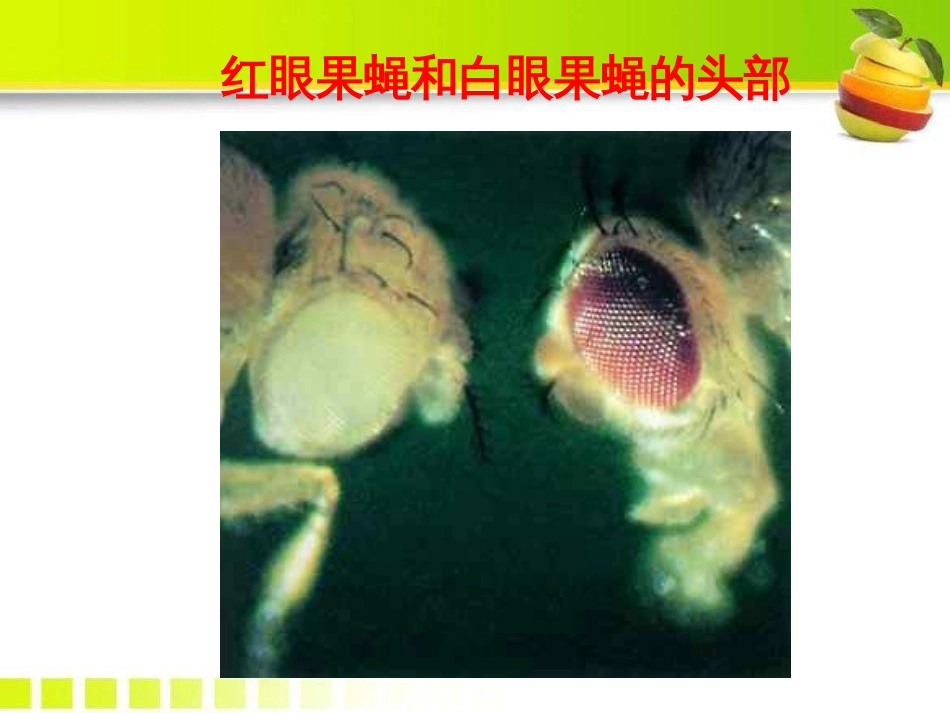 《生物的变异》ppt课件[20页]_第3页