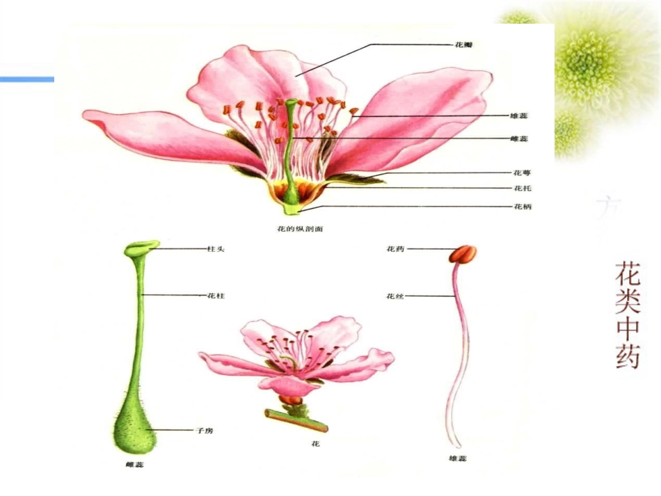 1花类生药[86页]_第3页