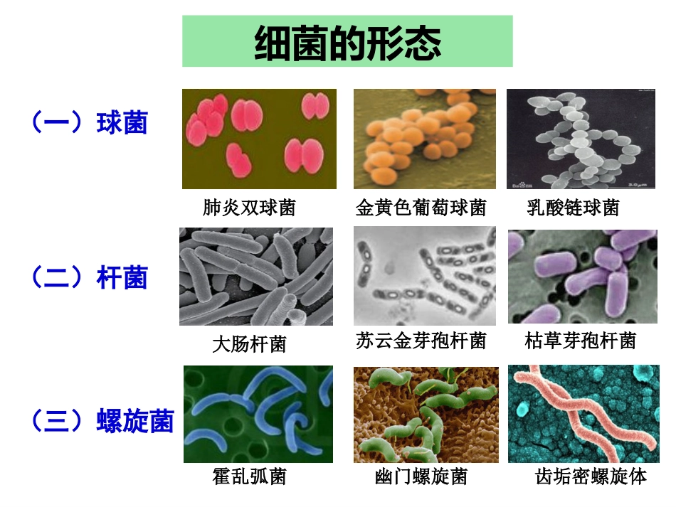 微生物的实验室培养公开课ppt课件[39页]_第3页