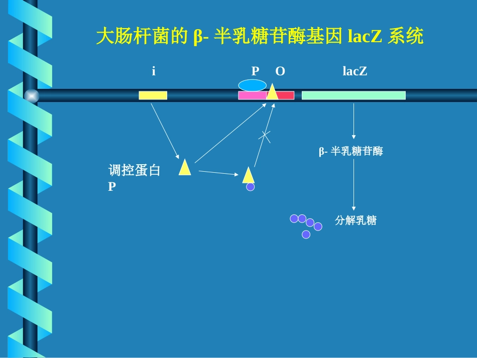 蓝白斑筛选lacZ[8页]_第3页