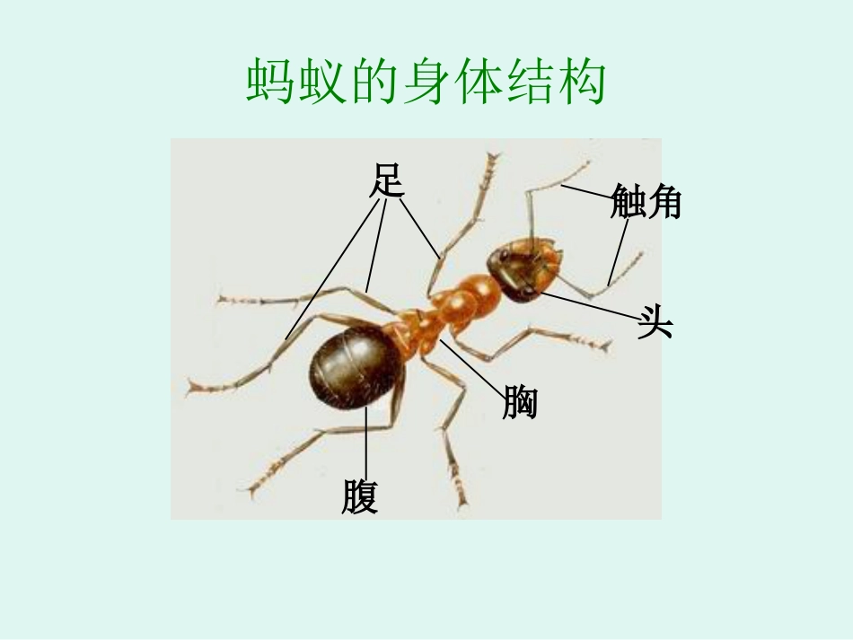 《身体的结构》PPT课件[25页]_第3页