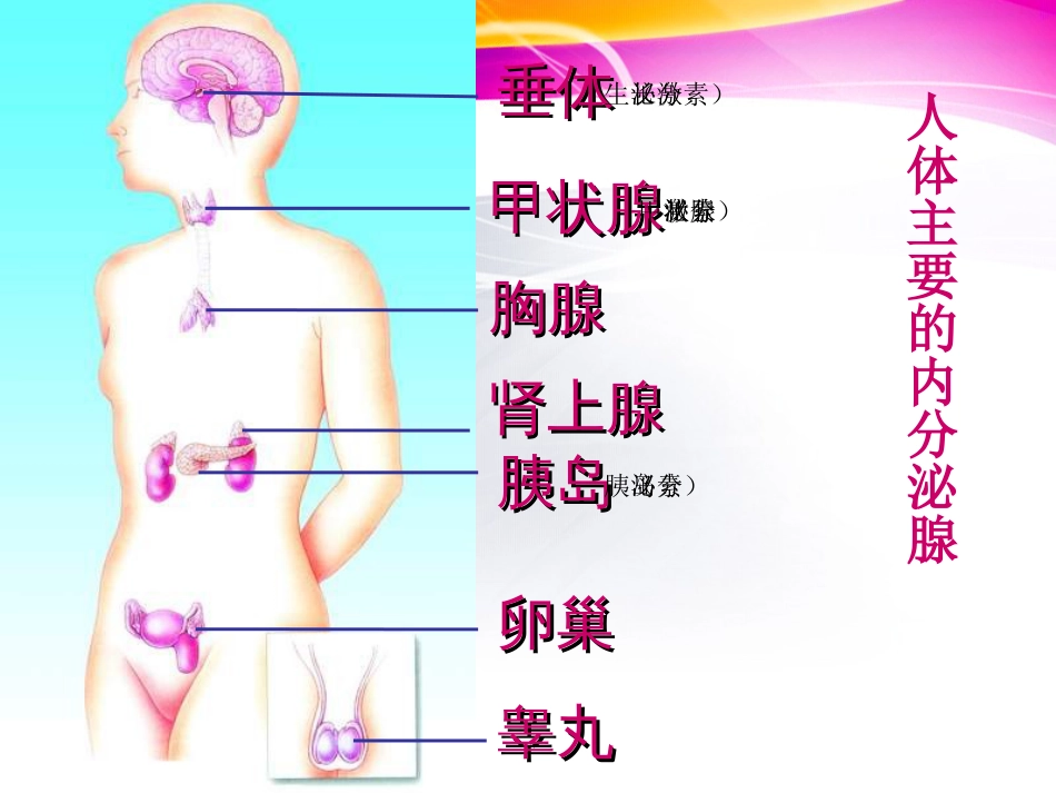 《人体的激素调节》ppt课件[19页]_第2页