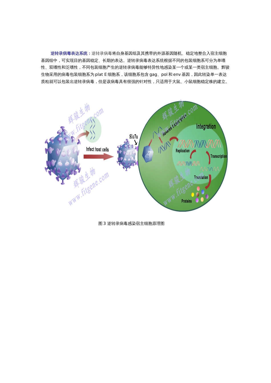 三种病毒转染的异同点[6页]_第3页