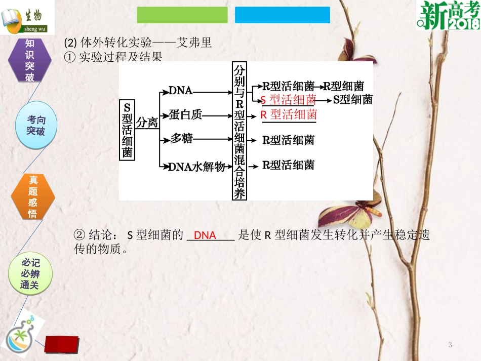 （全国卷 地区专用）高考生物总复习 第六单元 基因的本质与表达 第1讲 DNA是主要的遗传物质课件[共23页]_第3页