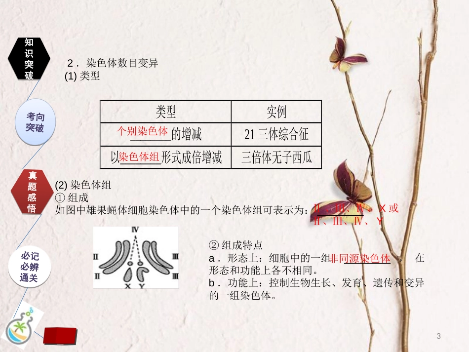 （全国卷 地区专用）高考生物总复习 第七单元 生物的变异、育种和进化 第2讲 染色体变异及生物育种课件_第3页