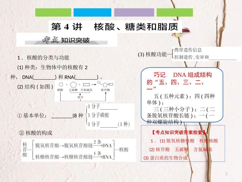 （全国卷 地区专用）高考生物总复习 第一单元 细胞及其分子组成 第4讲 核酸、糖类和脂质课件_第2页