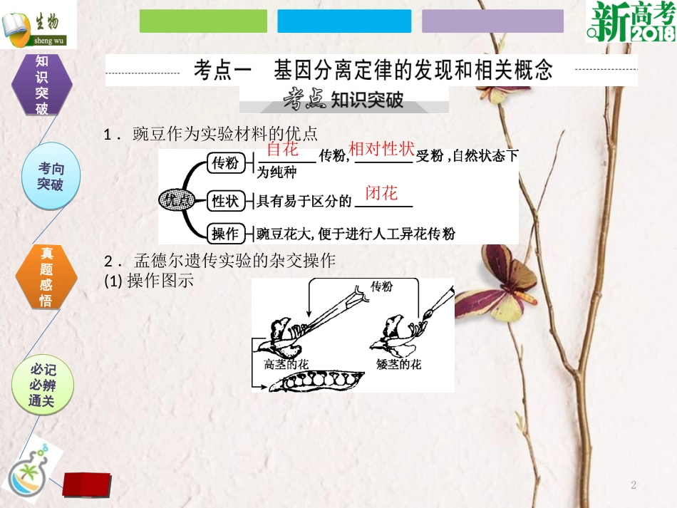 （全国卷 地区专用）高考生物总复习 第五单元 遗传定律和伴性遗传 第1讲 孟德尔的豌豆杂交实验（一）课件_第2页