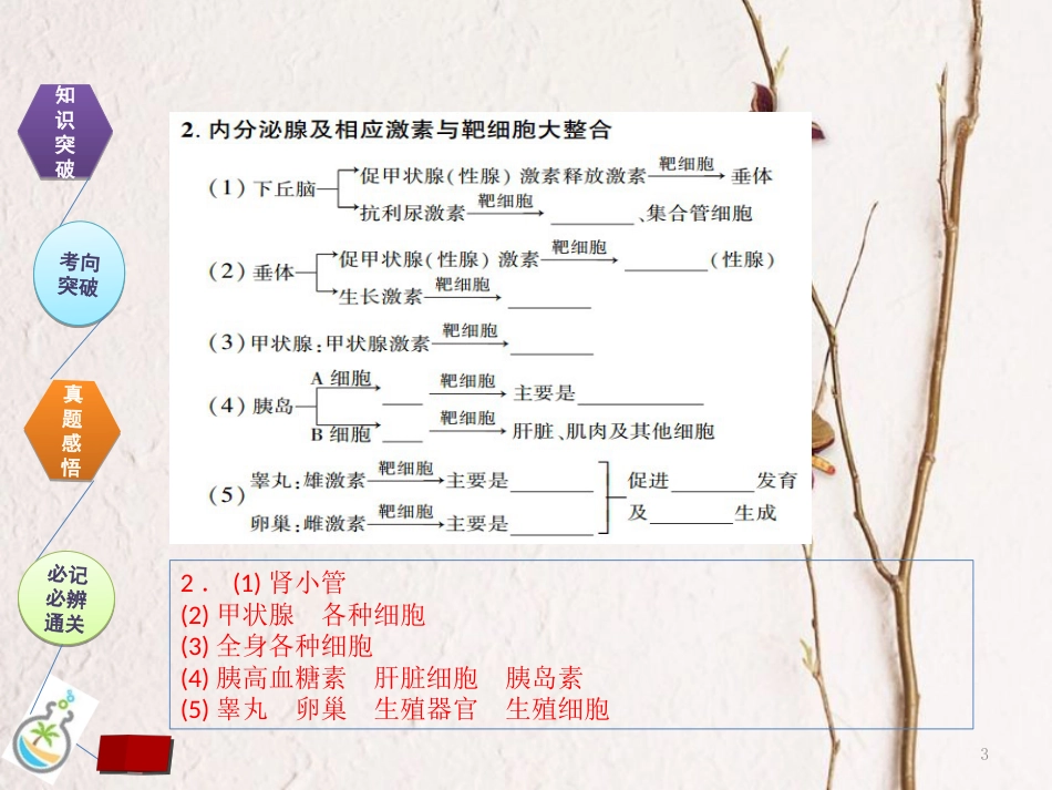 （全国卷 地区专用）高考生物总复习 第八单元 动物和人体生命活动的调节 第3讲 激素的调节与神经调节的关系课件[共41页]_第3页