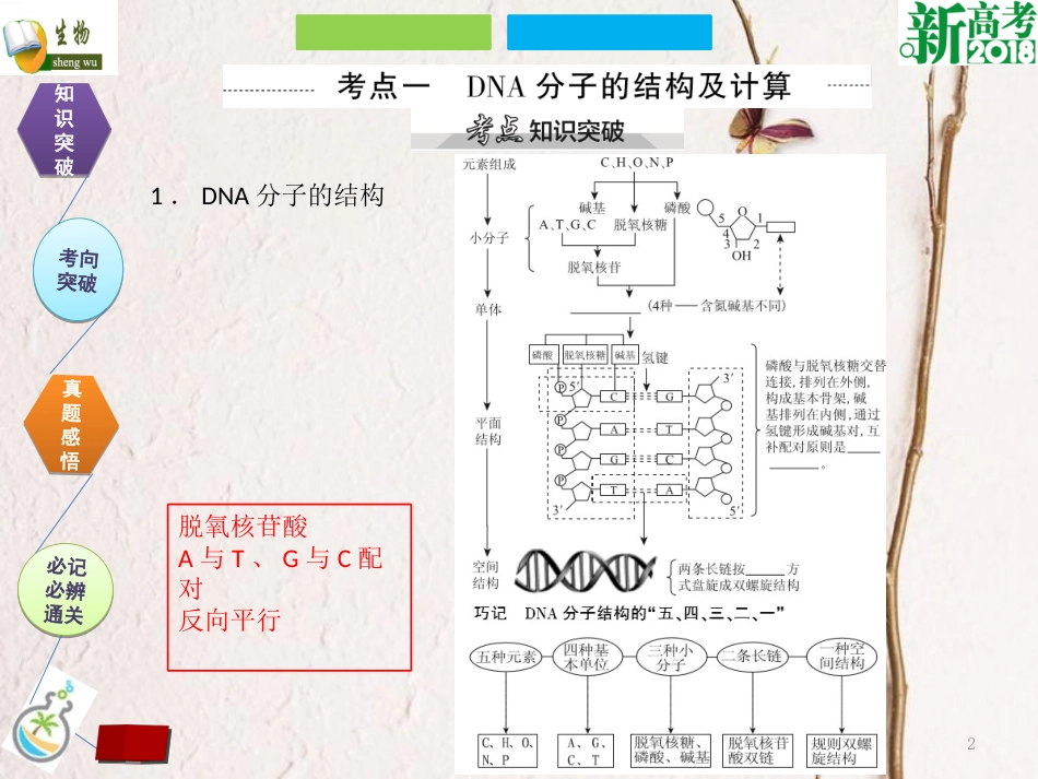 （全国卷 地区专用）高考生物总复习 第六单元 基因的本质与表达 第2讲 DNA分子的结构、复制与基因的本质课件[共28页]_第2页