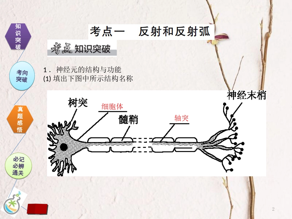 （全国卷 地区专用）高考生物总复习 第八单元 动物和人体生命活动的调节 第2讲 通过神经系统的调节课件[共42页]_第2页