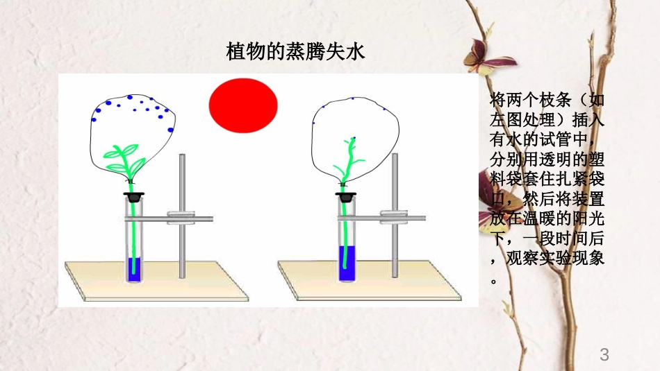 七年级生物上册 3.5.4 蒸腾作用课件 （新版）北师大版[共20页]_第3页