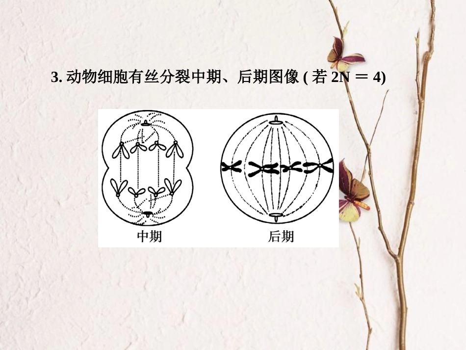 高中生物 第二章 基因和染色体的关系 第1节 减数分裂和受精作用第1课时课件 新人教版必修2_第3页