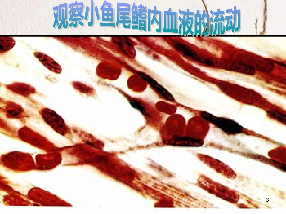 七年级生物下册 第四单元 第四章 第二节 血流的管道--血管教学课件 （新版）新人教版[共10页]_第3页