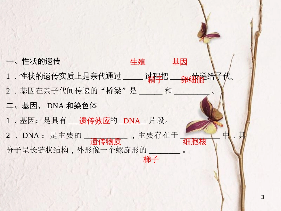 八年级生物下册 7.2.2基因在亲子代间的传递课件 （新版）新人教版_第3页