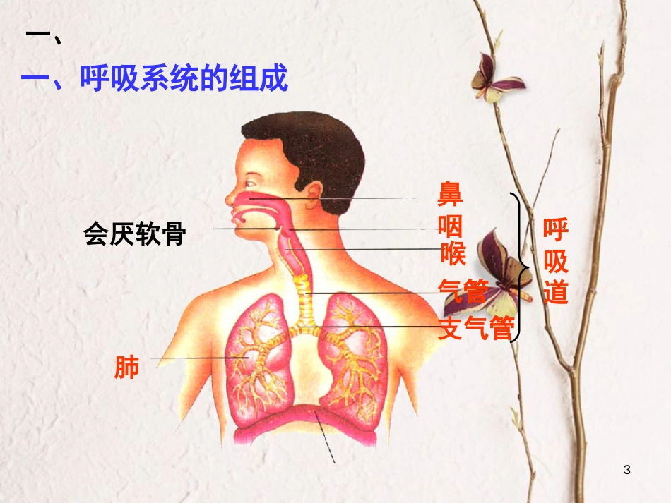 湖北省襄阳市七年级生物下册 4.3.1 呼吸道对空气的处理课件 （新版）新人教版_第3页