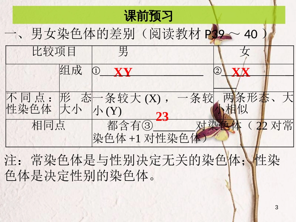 八年级生物下册 7.2.4 人的性别遗传课件（新版）新人教版_第3页