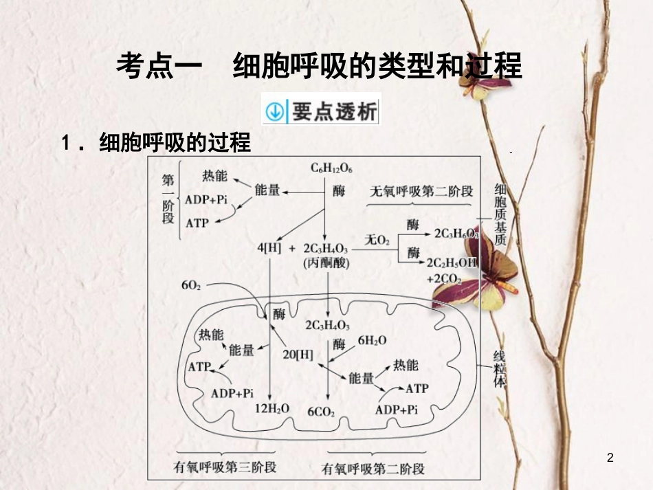 高考生物一轮复习 第3单元 细胞的能量供应和利用 第9讲 细胞呼吸课件_第2页