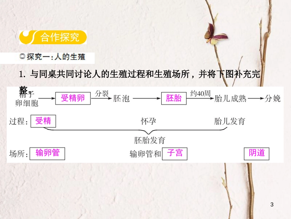 八年级生物下册 第六单元 第一章 第三节 人的生殖和胚胎发育课件 （新版）冀教版_第3页