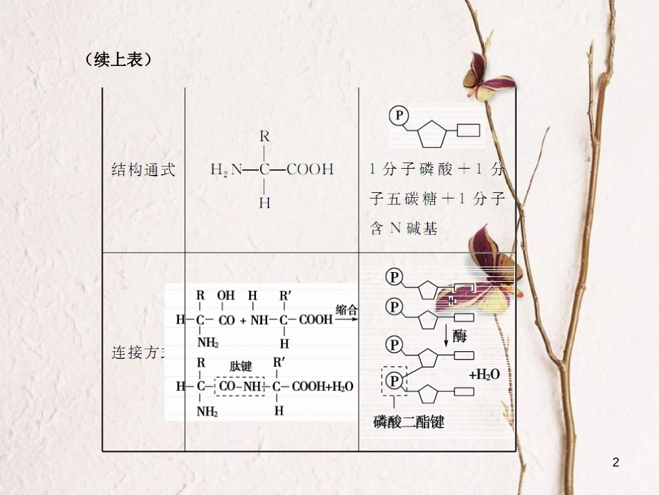高考生物一轮复习 第1单元 走近细胞和组成细胞的分子 第4讲 核酸 糖类和脂质课件_第2页