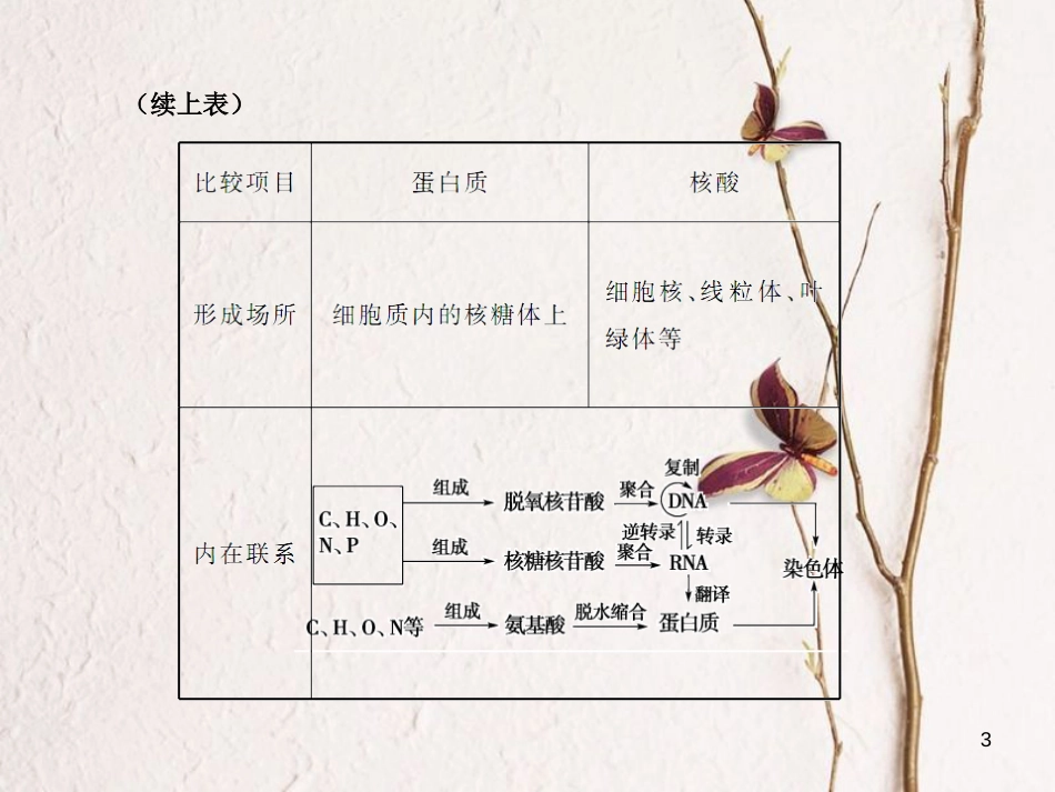 高考生物一轮复习 第1单元 走近细胞和组成细胞的分子 第4讲 核酸 糖类和脂质课件_第3页