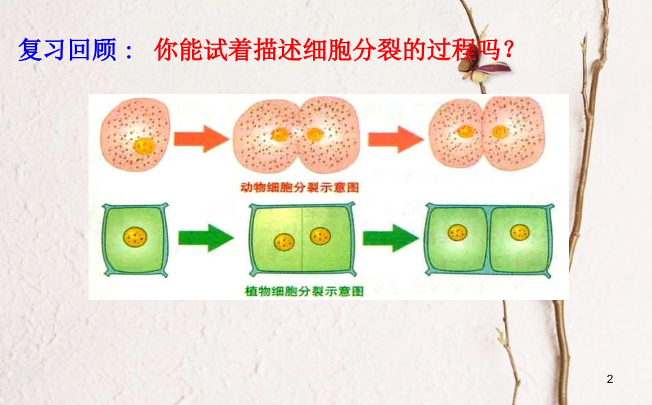 七年级生物上册 2.4.1 细胞分化形成组织课件 （新版）北师大版[共26页]_第2页