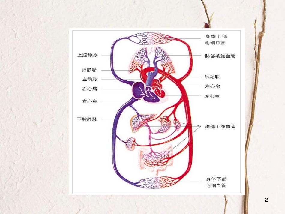 七年级生物下册 4.9.2 血液循环课件 （新版）北师大版[共24页]_第2页