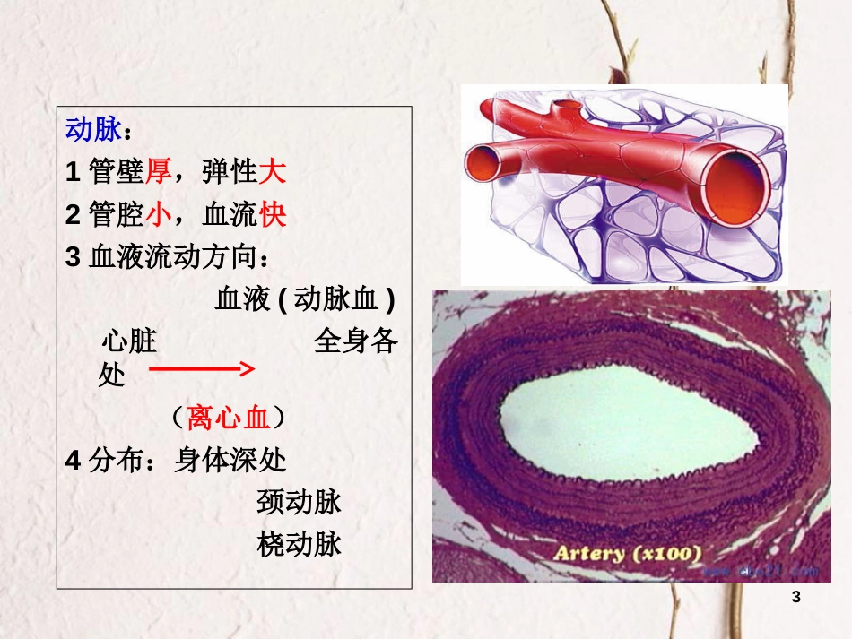 七年级生物下册 4.9.2 血液循环课件 （新版）北师大版[共24页]_第3页