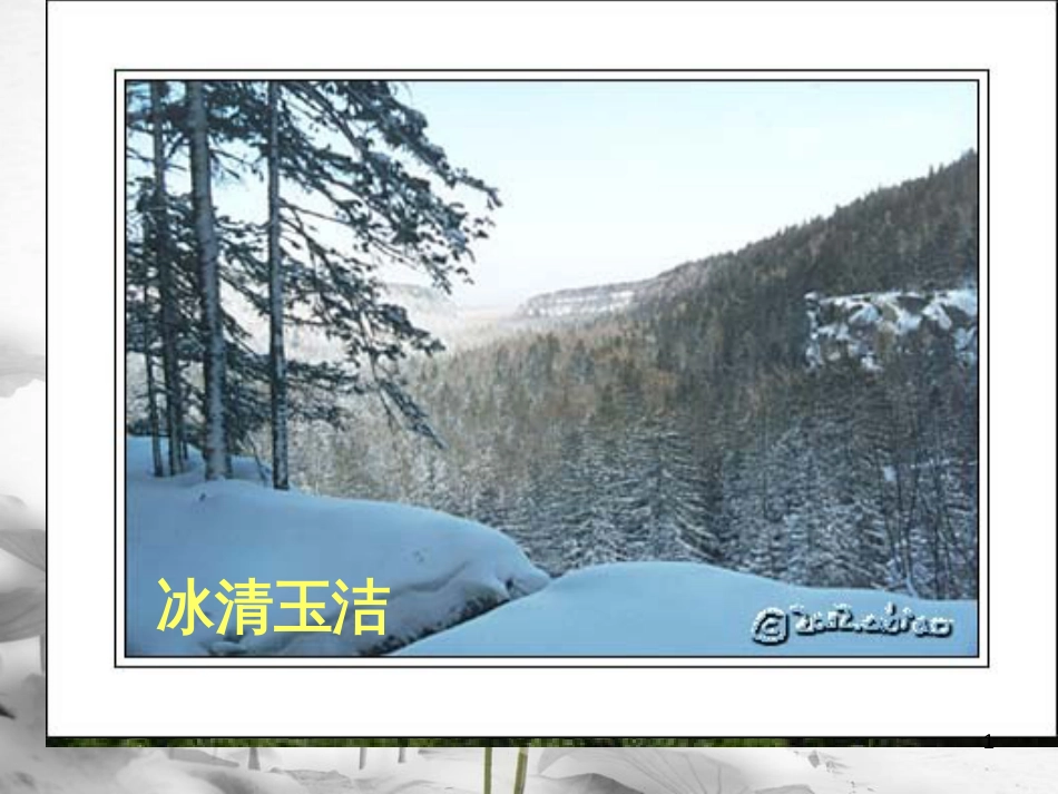 安徽省合肥市育英学校九年级语文下册 第三单元 第11课《地下森林断想》课件 新人教版_第1页