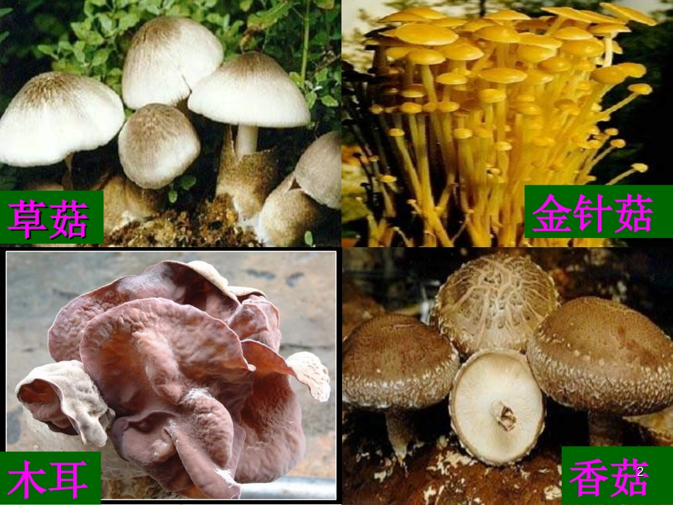 六年级科学上册 食用菌课件2 青岛版[共35页]_第2页