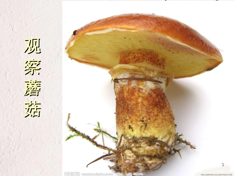 六年级科学上册 食用菌课件2 青岛版[共35页]_第3页