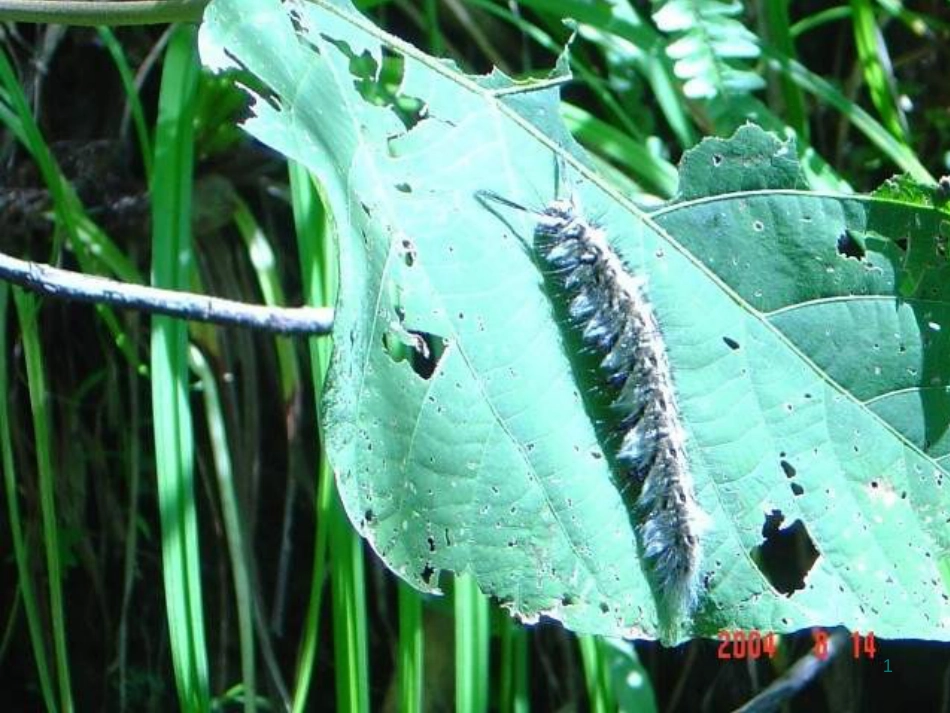 六年级科学上册 密切联系的生物界课件4 青岛版[共20页]_第1页
