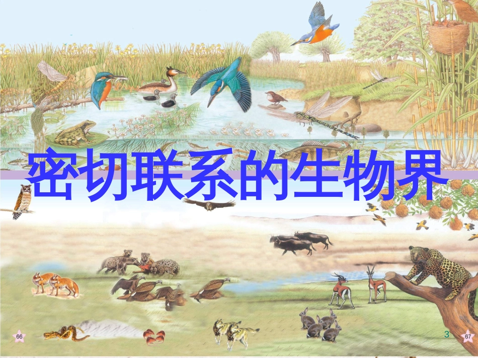 六年级科学上册 密切联系的生物界课件4 青岛版[共20页]_第3页