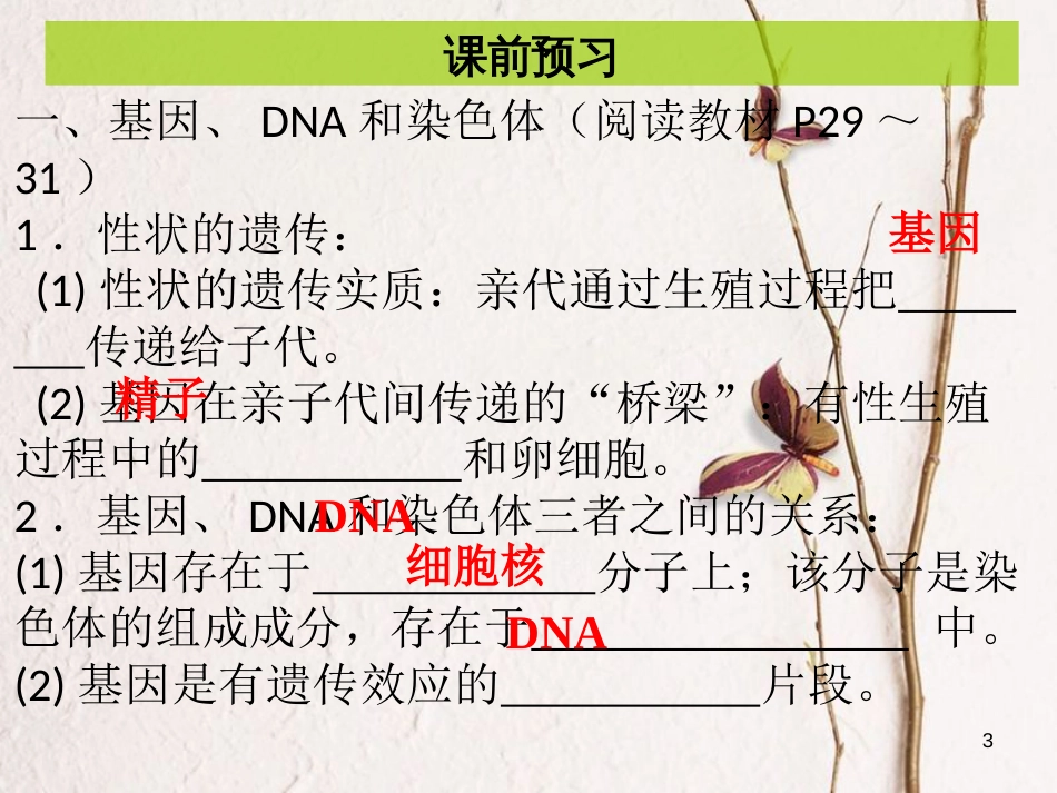 八年级生物下册 7.2.2基因在亲子代间的传递课件（新版）新人教版_第3页