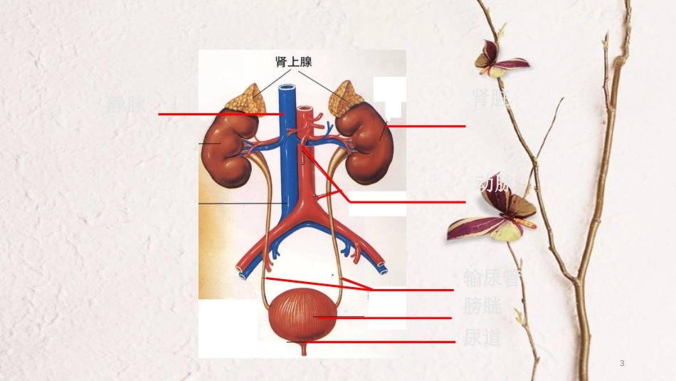 七年级生物下册 4.11.2 尿的形成课件 （新版）北师大版[共15页]_第3页