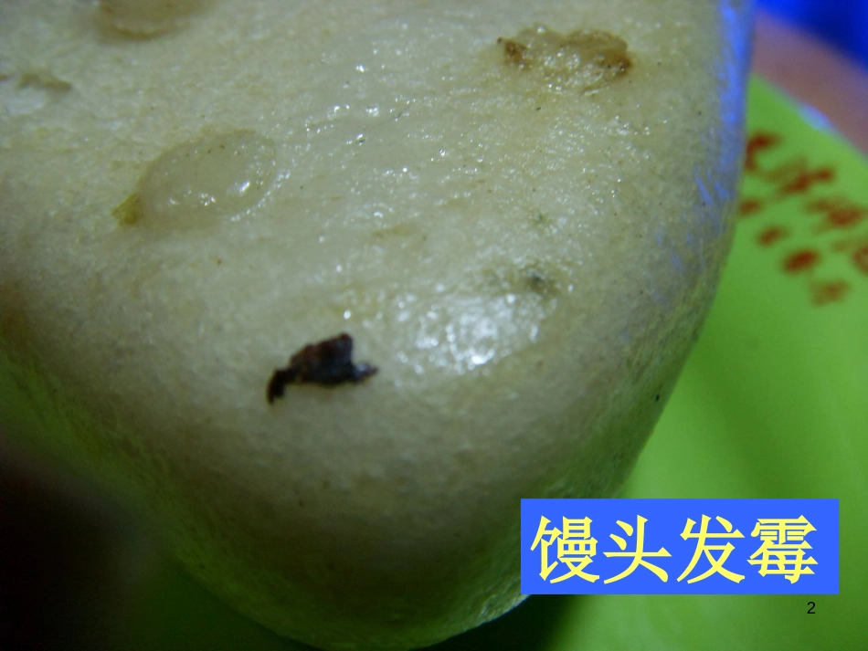 六年级科学上册 馒头发霉了课件3 青岛版[共10页]_第2页