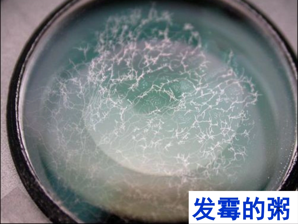 六年级科学上册 馒头发霉了课件3 青岛版[共10页]_第3页