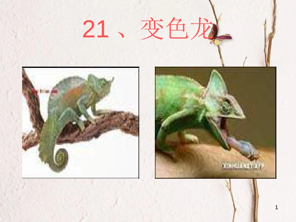 六年级科学上册 变色龙课件5 青岛版[共41页]_第1页