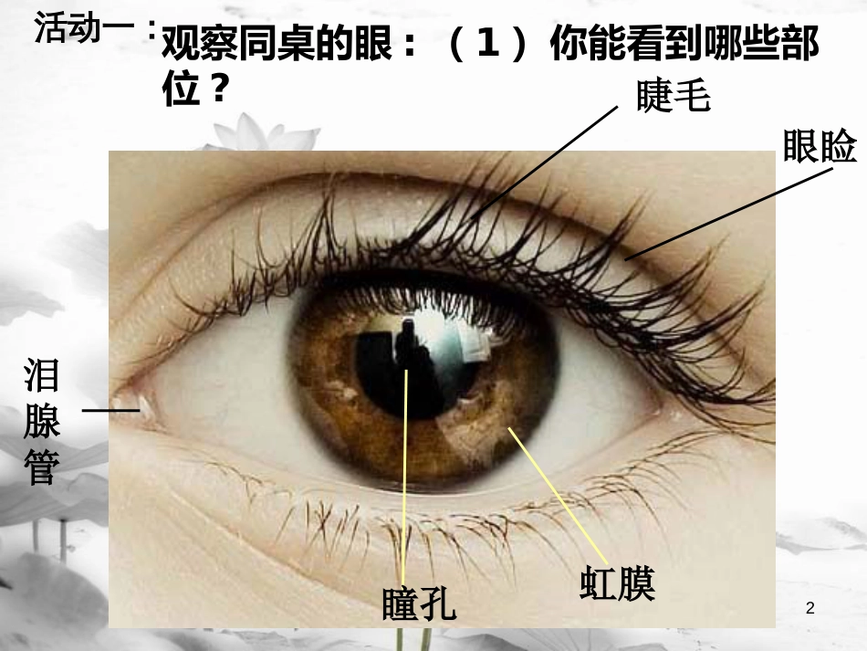 八年级科学下册 3.1 眼和视觉课件 （新版）华东师大版[共35页]_第2页