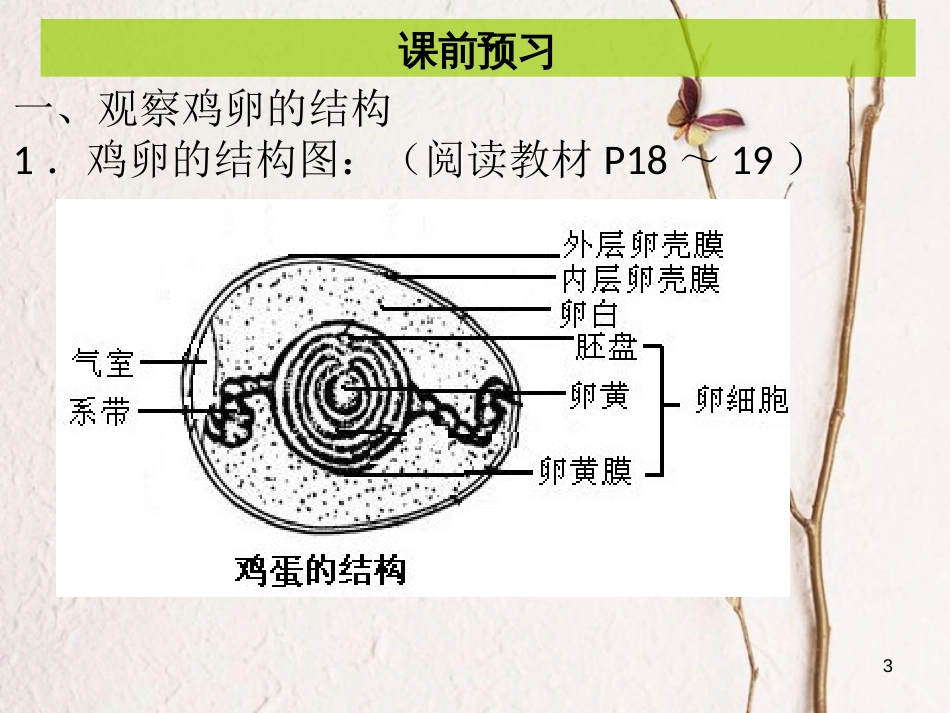 八年级生物下册 7.1.4鸟的生殖和发育课件 （新版）新人教版_第3页