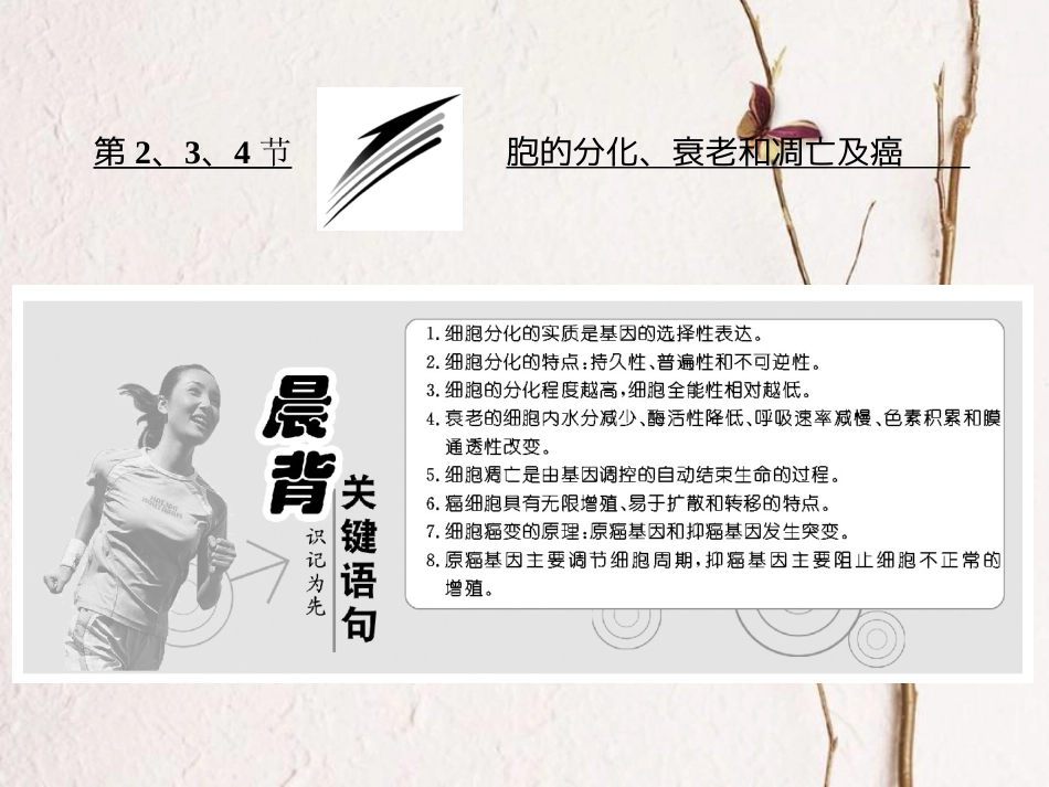高中生物 第6章 细胞的生命历程 第2节 细胞的分化 第3节 细胞的衰老和凋亡 第4节 细胞的癌变课件 新人教版必修1_第1页