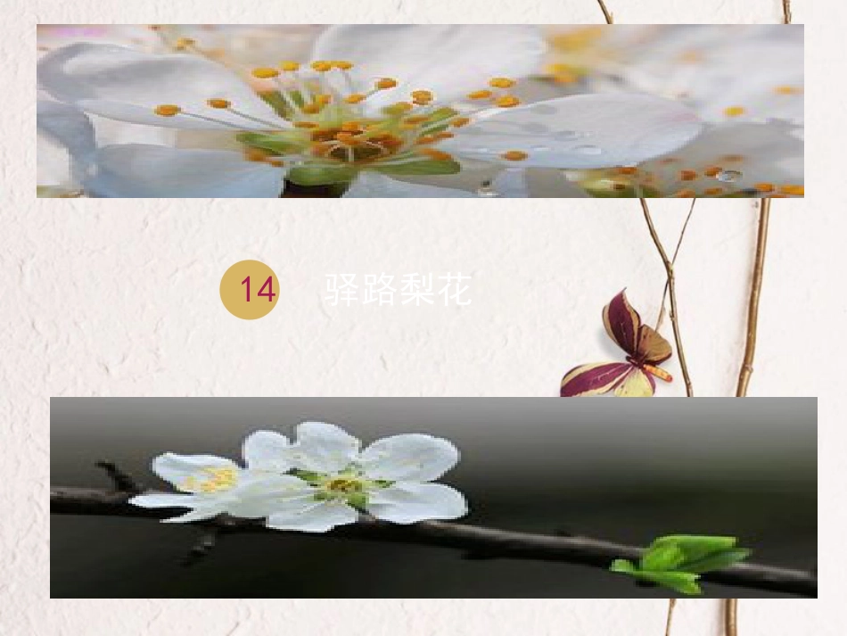七年级语文下册 第四单元 14驿路梨花课件1 新人教版_第1页