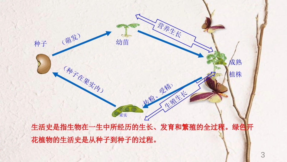 七年级生物上册 3.6.1 种子萌发形成幼苗课件 （新版）北师大版[共25页]_第3页