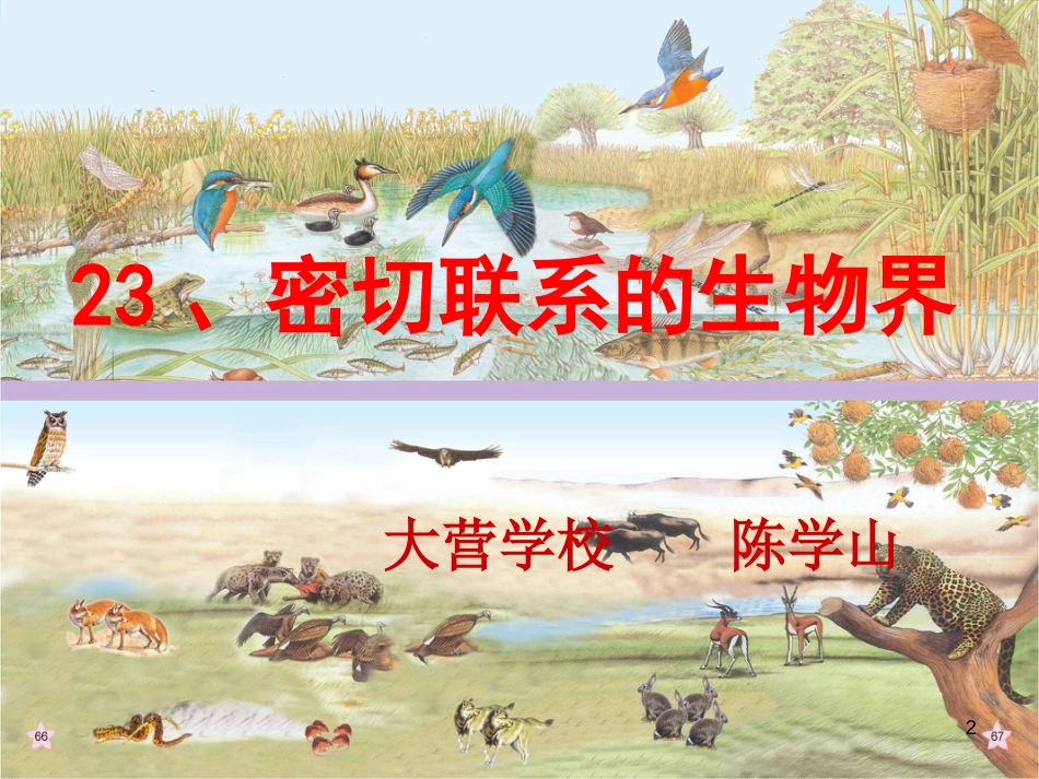 六年级科学上册 密切联系的生物界课件5 青岛版[共33页]_第2页